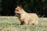 NORWICH TERRIER 058